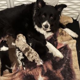 Australian Shepherd and Border Collie Puppies from Wiggles 4 Life