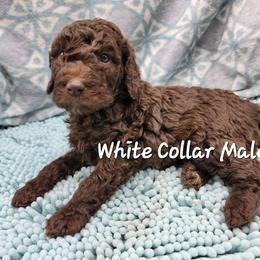 Poodle Puppies from Heather Niemotka