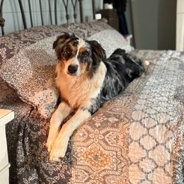Izzy - Australian Shepherd
