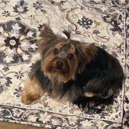 Luna - Yorkshire Terrier