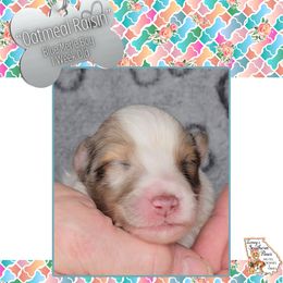 Boy 3 - Oatmeal Raisin - Blue merle and white male Shetland Sheepdog puppy in Elberton, Georgia from Ioney's Southern Paws Shelties, Frenchies, and Yorkies