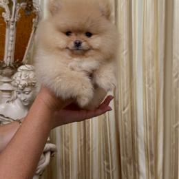 Romeo - Beaver male Pomeranian puppy in Bonita Springs, Florida from 🤎 Dreaming Puppies 🐶