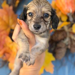 Alvin 3300 - Cream male Dachshund puppy in North Branch, Michigan from Monarch Miniature Dachshunds