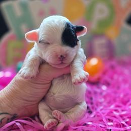 Cookie - Black & white female Maltipoo puppy in Sahuarita, Arizona from Cowgirl's Legacy Maltipoos