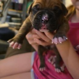 Boy 1 - Brindle male Boxer puppy in Caspian, Michigan from Andrus Family Boxers