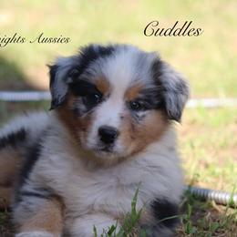 Cuddles - Blue merle male Australian Shepherd puppy in Ceres, California from Knight's Aussies