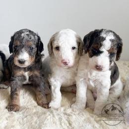 Goldendoodle Puppies from Eagle Mountain Doodles