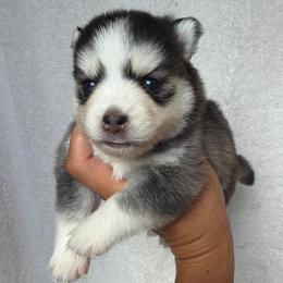 Lucy - Tri-color female Pomsky puppy in Mc Minnville, Oregon from West Coast Pomskies
