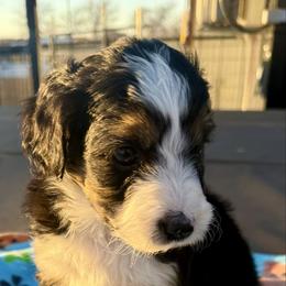 Kirby - Black tri male Miniature American Shepherd puppy in Crowley, Texas from Nelson's Aussies and Aussiedoodles