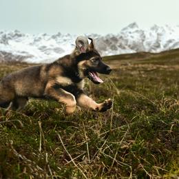 German Shepherd Puppies from Zwinger Vom Rabenauge