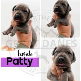 Patty - Blue female Great Dane puppy in Sac City, Iowa from Northern Great Danes of Colorado & Iowa