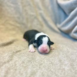 Nestle - Black tri-color male Australian Shepherd puppy in Kentland, Indiana from Pine Grove Aussies