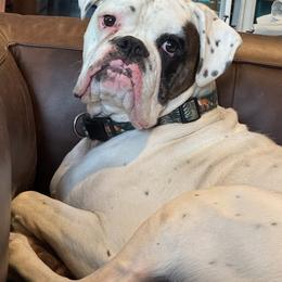 Petey - White male Boxer puppy in Madras, Oregon from BnT Boxers