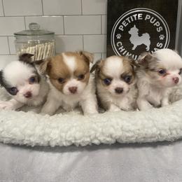 Chihuahua Puppies from Petite Pups