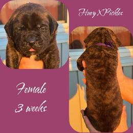 Lily - Brindle female Mastiff puppy in Carthage, Missouri from Mama’s Mastiffs