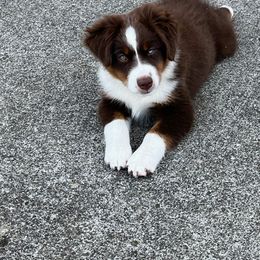 Miniature American Shepherd Puppies from Lone Pine Miniature American Shepherds