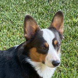 Stirling - Pembroke Welsh Corgi