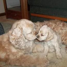 Cocker Spaniels and German Shepherds from Emerald Cockers/Frog Valley K9's LLC