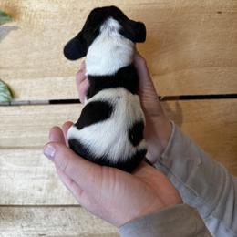 Female 4 - Black brown and white female Basset Hound puppy in Lindley, New York from Hill Top Basset Hounds & Cane Corso