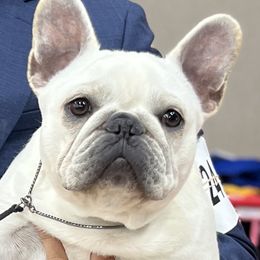 Maggie - French Bulldog