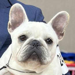 Maggie - French Bulldog