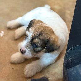 Boy 2 - White and tan male Russell Terrier puppy in Oklahoma from Elite Russell Terriers
