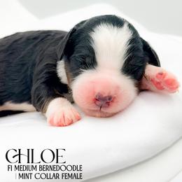 Chloe - Tri-color female Bernedoodle puppy in Tipton, Indiana from Country Creek Doodles