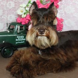 Penny - Miniature Schnauzer