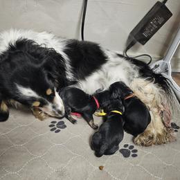 OG1-3 (Yellow collar) - Black and cream female Dachshund puppy in Martin City, Montana from FleuryDachs