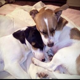 Penny - Tan and white female Jack Russell Terrier puppy in London, Kentucky from Whitehouse Jack Russells
