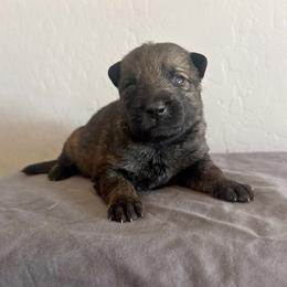 Red - Sable male German Shepherd puppy in Buckeue, Arizona from Légende Vivante Du Chief Kennel