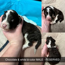 Bernedoodle, Cockapoo, and Goldendoodle Puppies from Clad Doodles