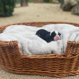 Benny - Tri-color male Cavalier King Charles Spaniel puppy in Shingle Springs, California from California Spaniels