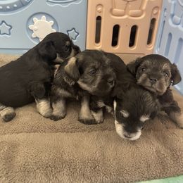 Miniature Schnauzer Puppies from Miniature Schnauzer Paradise llc