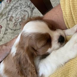Cavalier King Charles Spaniel Puppies from Patch of Land Acres