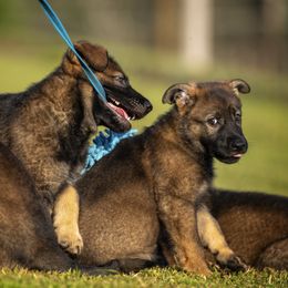 German Shepherd Puppies from Sommerfeld German Shepherds
