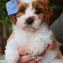 Cavapoos, Goldendoodles, and Poodles from Red Ranch Dogs