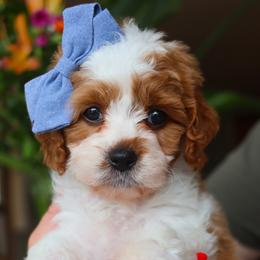 Cavapoos, Goldendoodles, and Poodles from Red Ranch Dogs