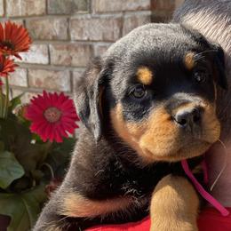 Girl 1 - Black and mahogany female Rottweiler puppy in Burlington, Kentucky from vom Blaurasen Rottweilers