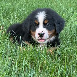 Fritz - Black rust and white male Bernese Mountain Dog puppy in Dundee, Ohio from Steinhaus Dogs