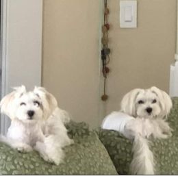 Maltese from Julianne's Maltese