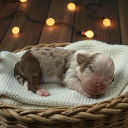 Ivory - Red merle female Australian Shepherd puppy in Statesville, North Carolina from Charming Australian Shepherds