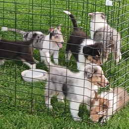 JMH's Smooth Cosby - Blue merle white and tan male Collie puppy in St Stephens, Wyoming from Desert Kennels