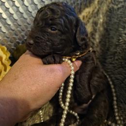 Honey - Brown female Poodle puppy in Arkansas from Harper's Pups