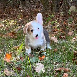 Banner - Sable male Pembroke Welsh Corgi puppy in Hope, Arkansas from Foxy Knoll Farm