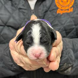 Tri purple - Tri-color female Bernedoodle puppy in Petersburg, Michigan from Brittany’s Mini Bernedoodles