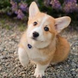 Pembroke Welsh Corgis from Brighton Creek Welsh Corgis