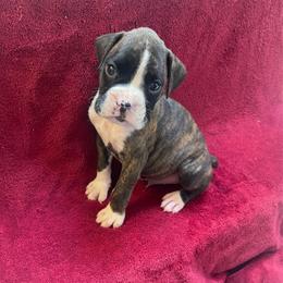 Cody Johnson - Brindle male Boxer puppy in Willard, North Carolina from Boone’s Boxers of North Carolina