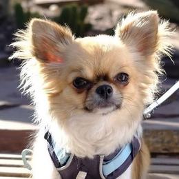 Chihuahuas from Rockstar Chihuahuas