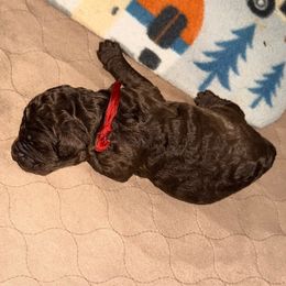 Chocolate Male - Brown male Poodle puppy in Mendenhall, Mississippi from Red Bayou Kennels, LLC